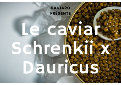Le caviar Schrenkii x Dauricus