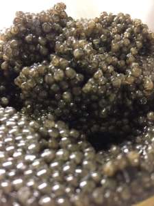 caviar-beluga-000