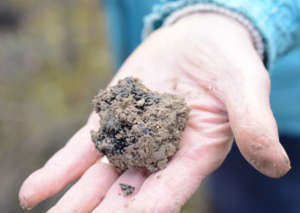 truffe-noire-terre